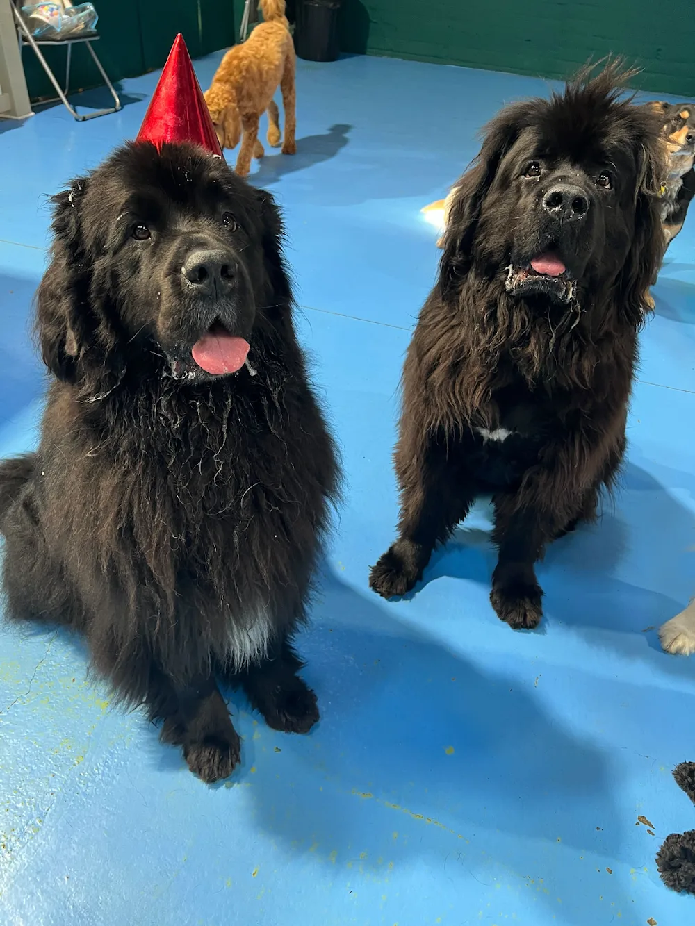 Kip Hobart Dog Daycare - Tasmania pet otel