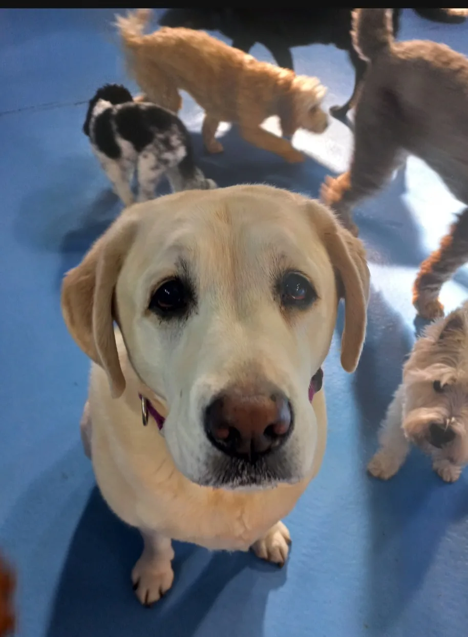 Kip Hobart Dog Daycare - Tasmania pet otel görseli 3
