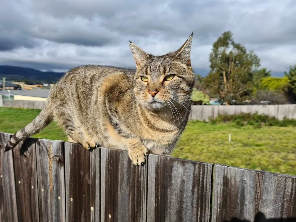 Little Paws Deluxe Boarding Cattery - Tasmania pet otel görseli 3