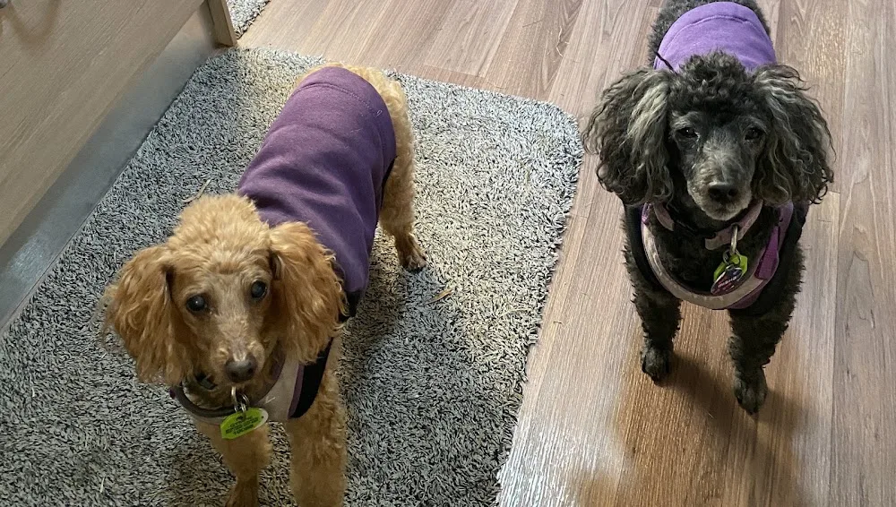 Risby Cove Doggy Day Care - Tasmania pet otel görseli 2