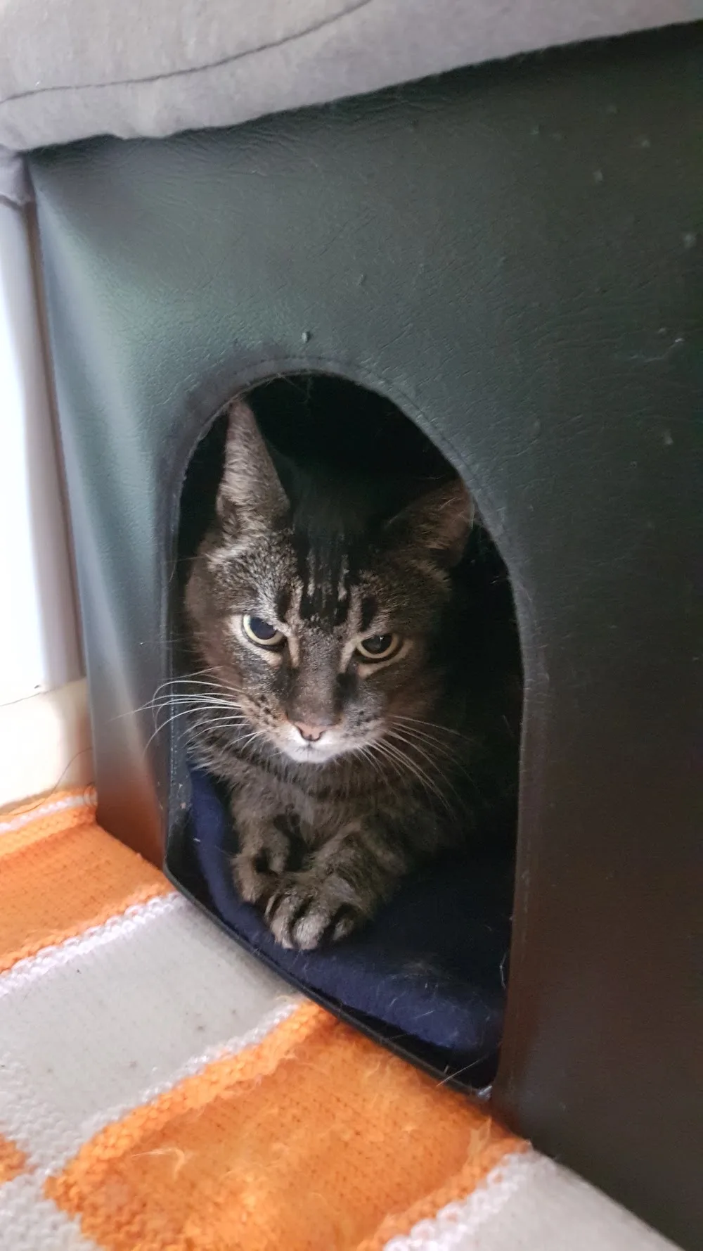 The Boarding Cattery - Tasmania pet otel görseli 3