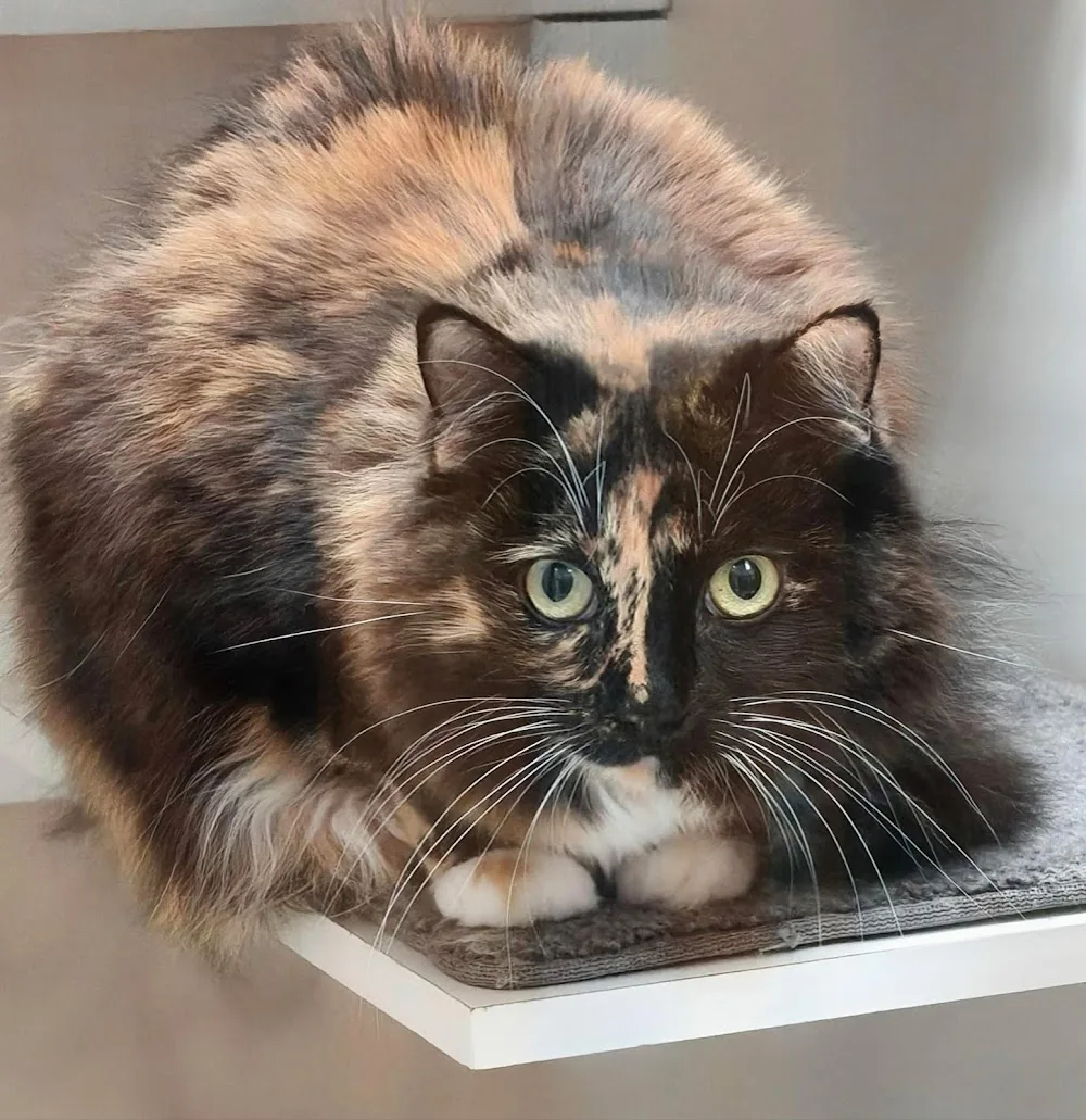 The Sandford Cat Hotel - Tasmania pet otel görseli 3