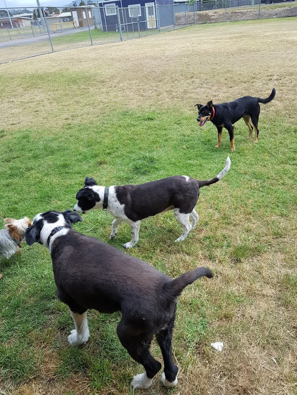 Ulverstone Kennel Club - Tasmania pet otel görseli 3