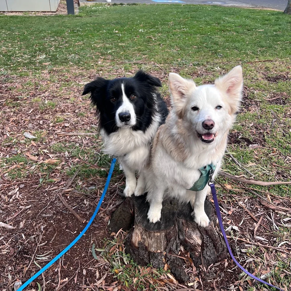 Ulverstone Kennel Club - Tasmania pet otel görseli 4