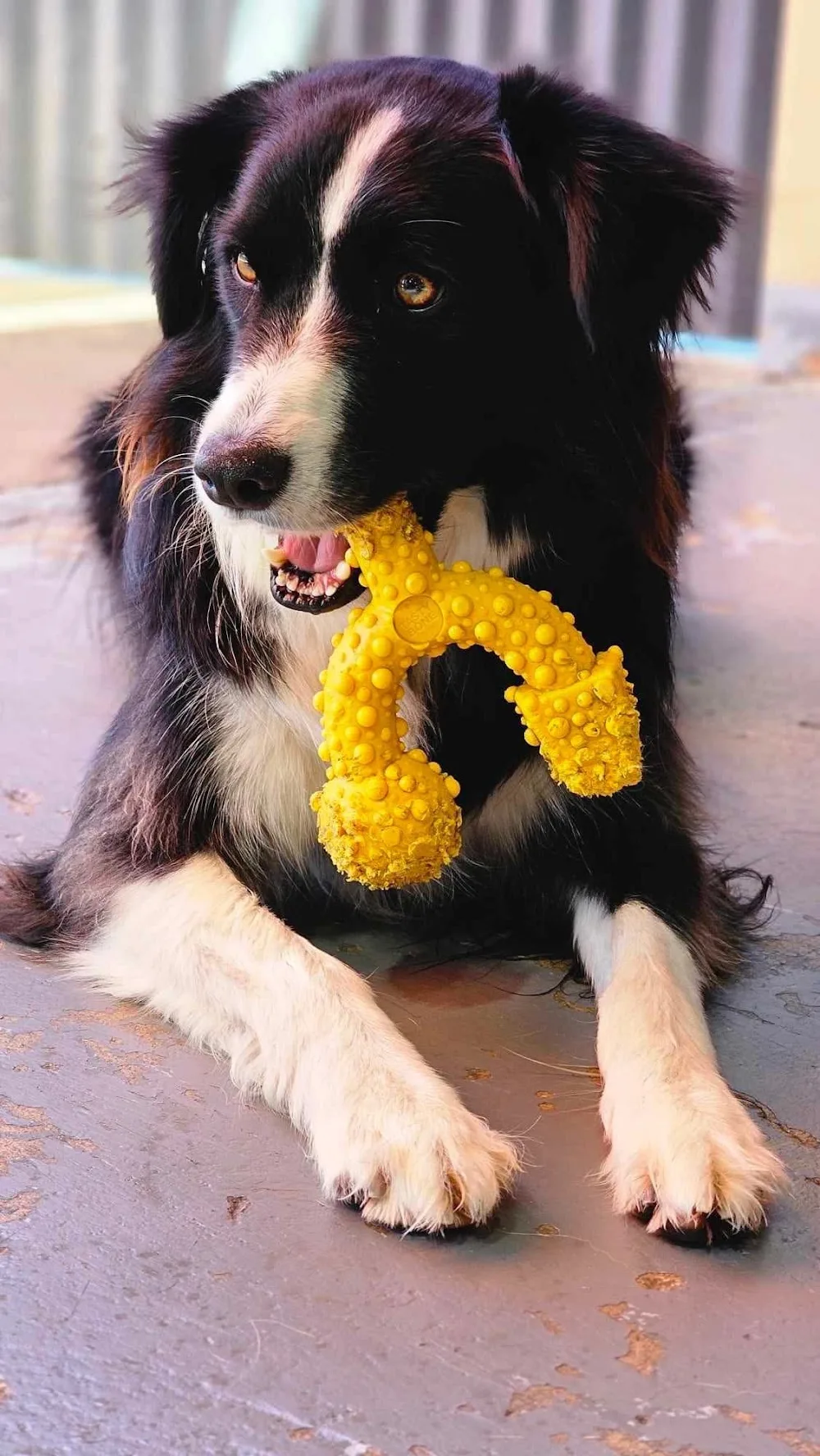 Yours In Paws Dog Day Care & Training - Tasmania pet otel görseli 3