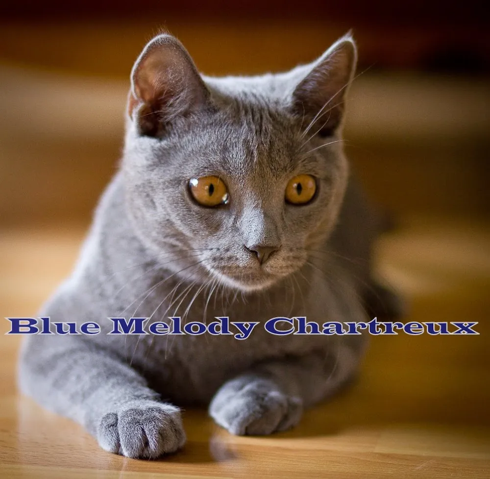 Blue Melody Chartreux Cat Cattery - Tatabánya pet otel