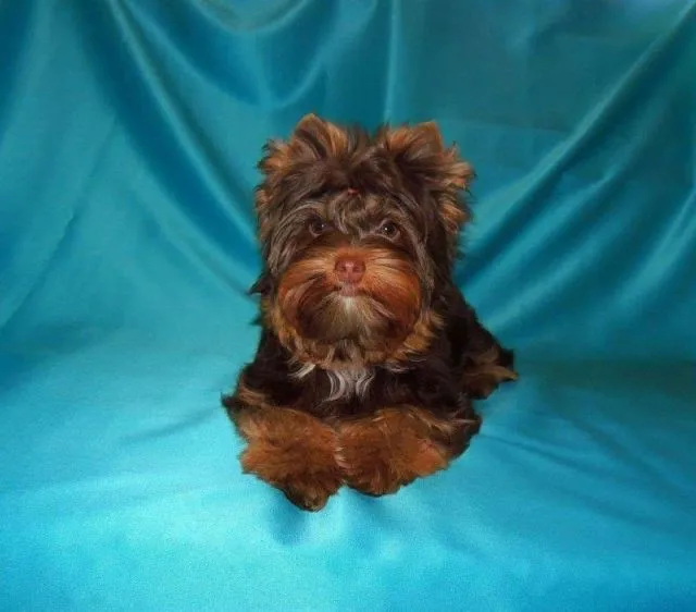 Fantastic Dream yorkshire terrier kennel - Tatabánya pet otel görseli 2