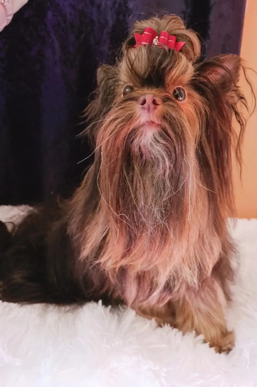 Fantastic Dream yorkshire terrier kennel - Tatabánya pet otel görseli 3