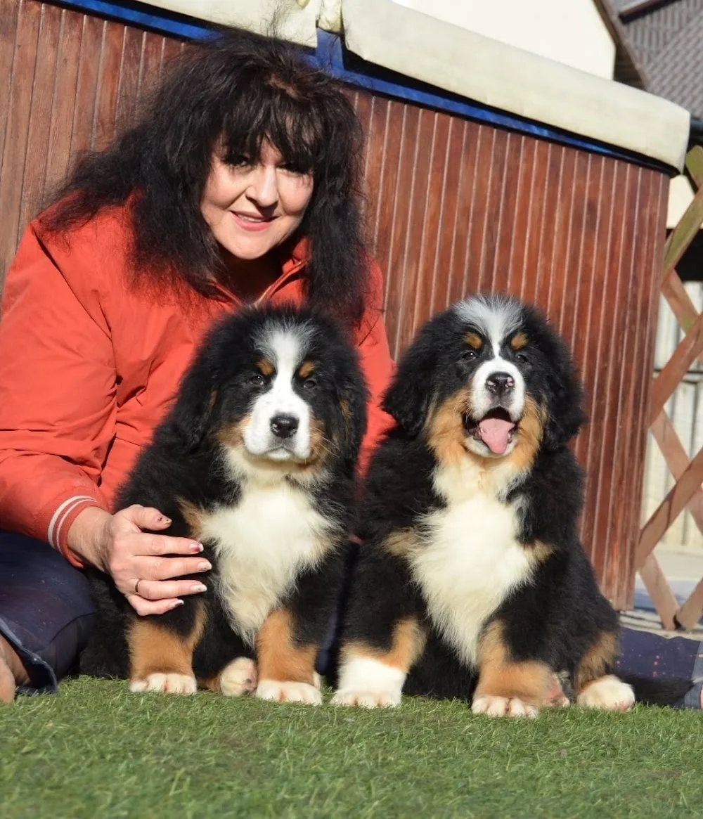 Labanc-völgyi Kennel - Tatabánya pet otel