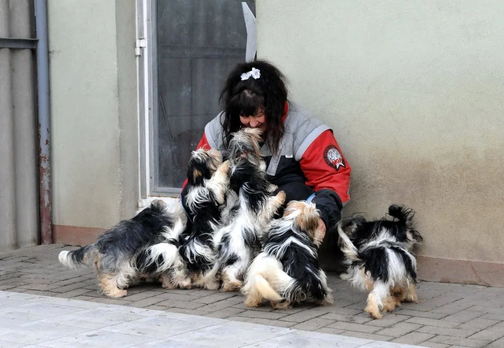 Labanc-völgyi Kennel - Tatabánya pet otel görseli 7