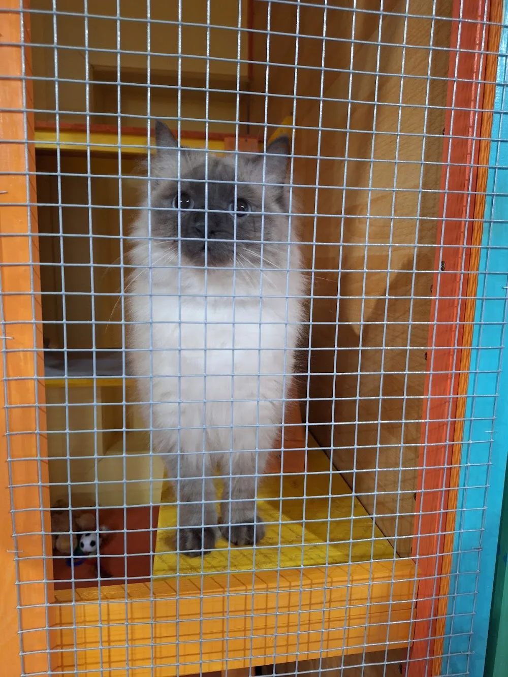 Pelyhes Peti Cicapanzió - Tatabánya pet otel