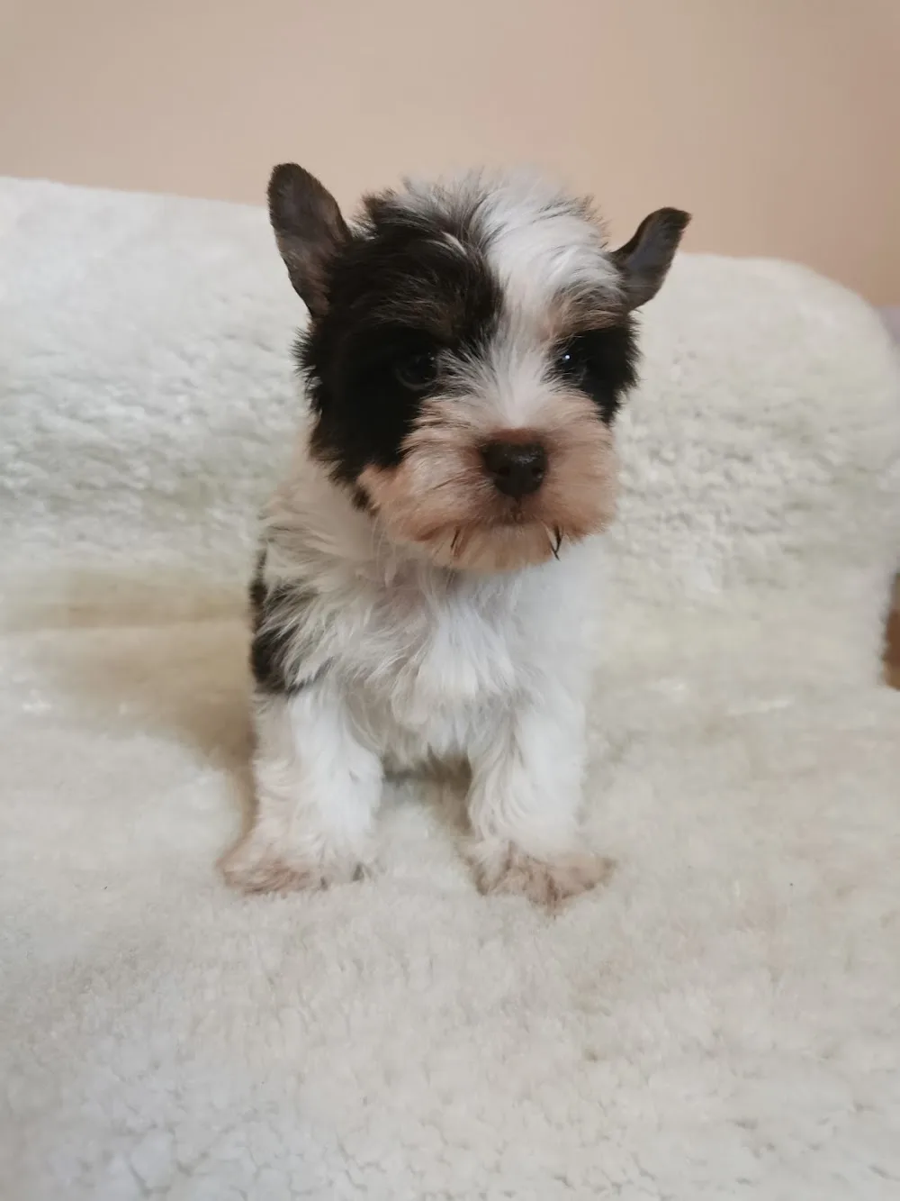 Puppy for you kennel - Tatabánya pet otel