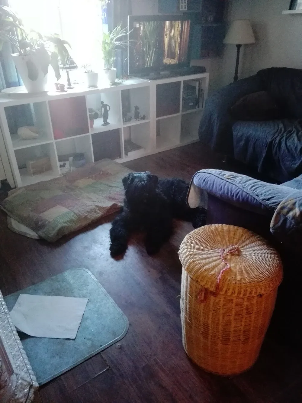 Puvepapan kennel - Tavastia Proper pet otel