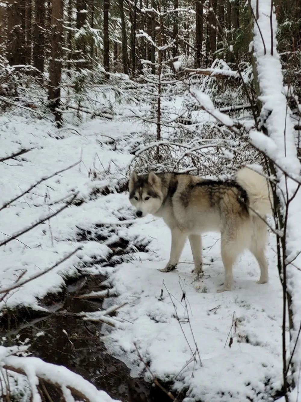 Kennel Bergtatt Slipp hunden løs - Telemark pet otel