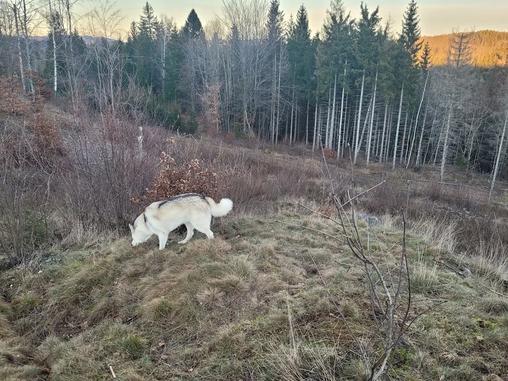 Kennel Bergtatt Slipp hunden løs - Telemark pet otel görseli 3
