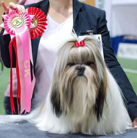 Kennel Shihshibell Pasio - Telemark pet otel