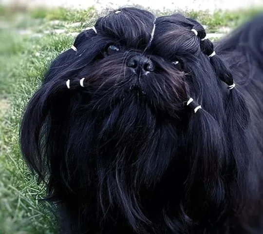 Kennel Shihshibell Pasio - Telemark pet otel görseli 3