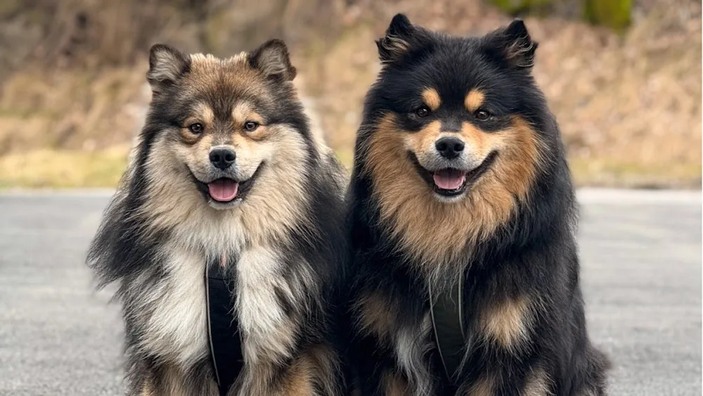 Kennel Stormflokken - Telemark pet otel