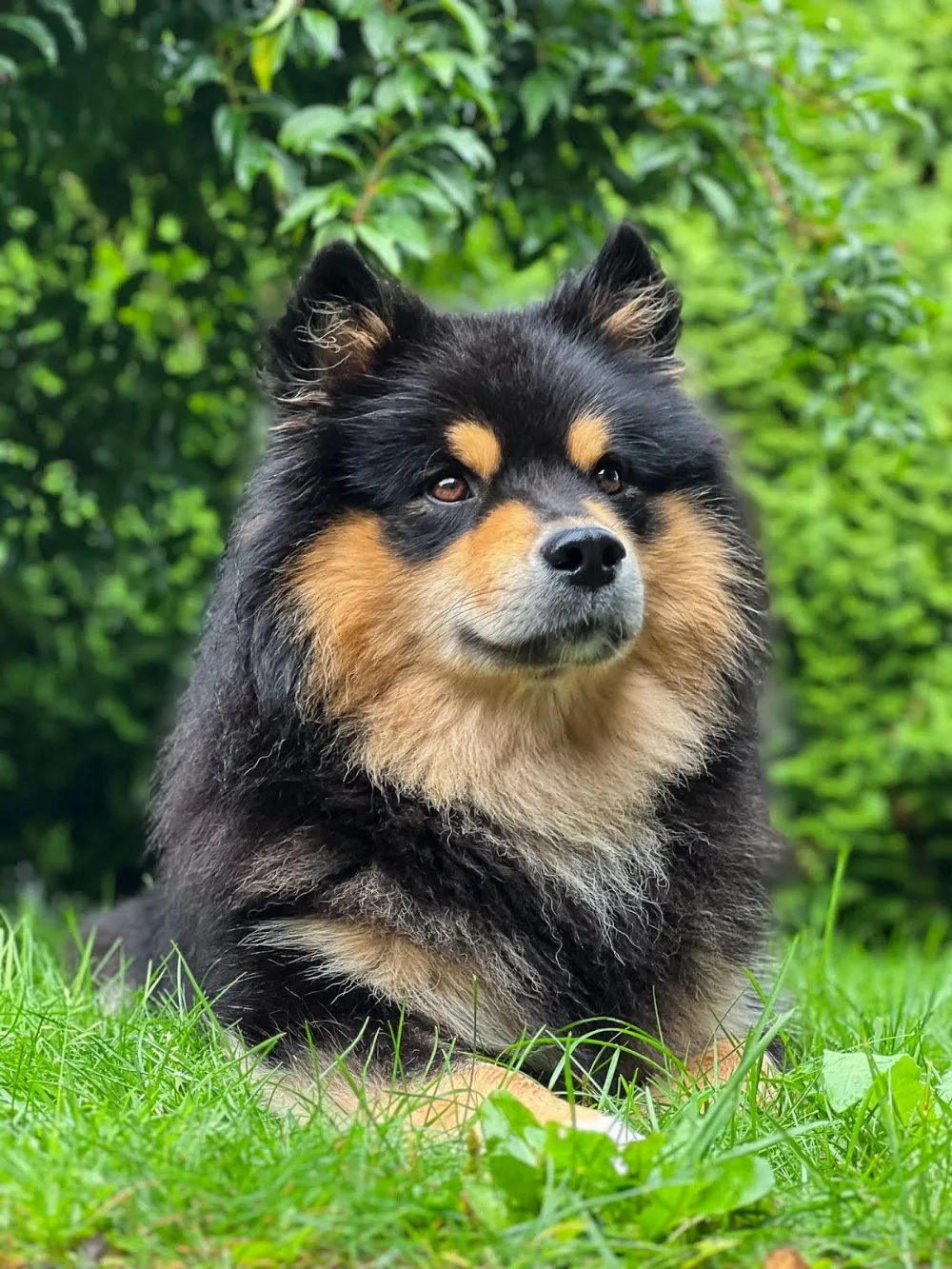 Kennel Stormflokken - Telemark pet otel görseli 3