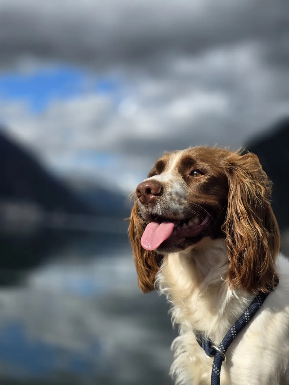Porsmark spaniels - Telemark pet otel