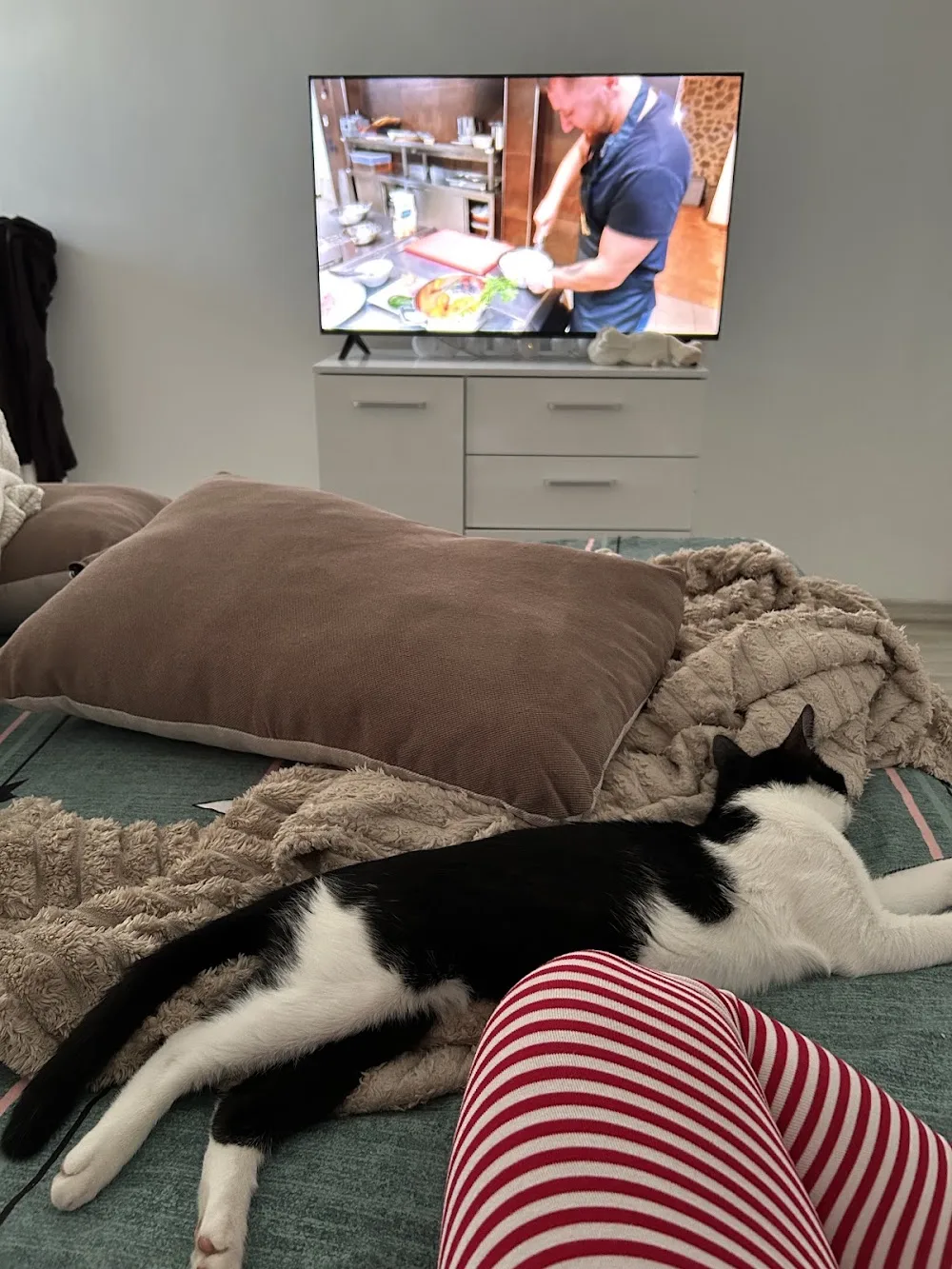 Lorena The VetPet - Teleorman pet otel görseli 3