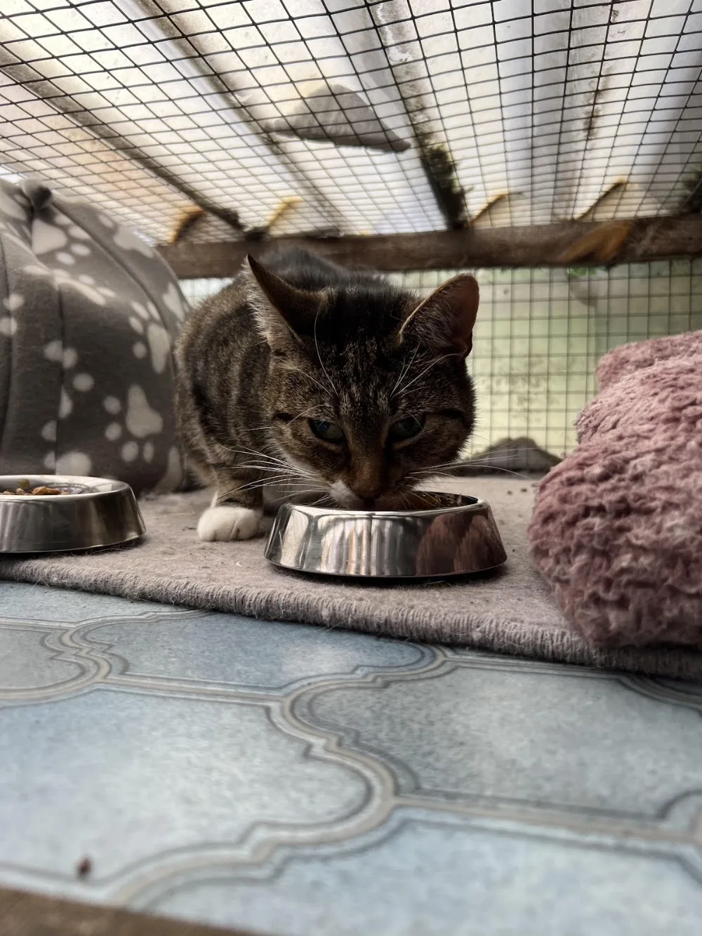 Fox House Luxury Boarding Cattery - Telford and Wrekin pet otel