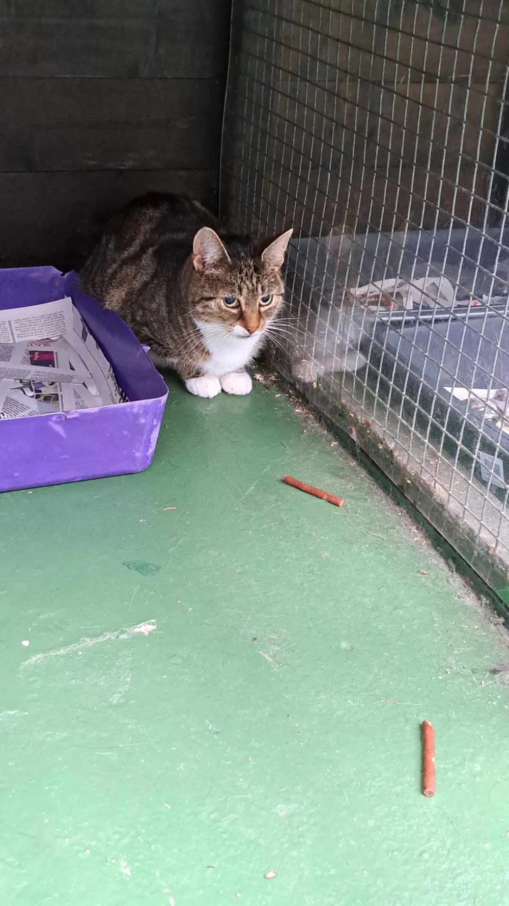 Fox House Luxury Boarding Cattery - Telford and Wrekin pet otel görseli 3
