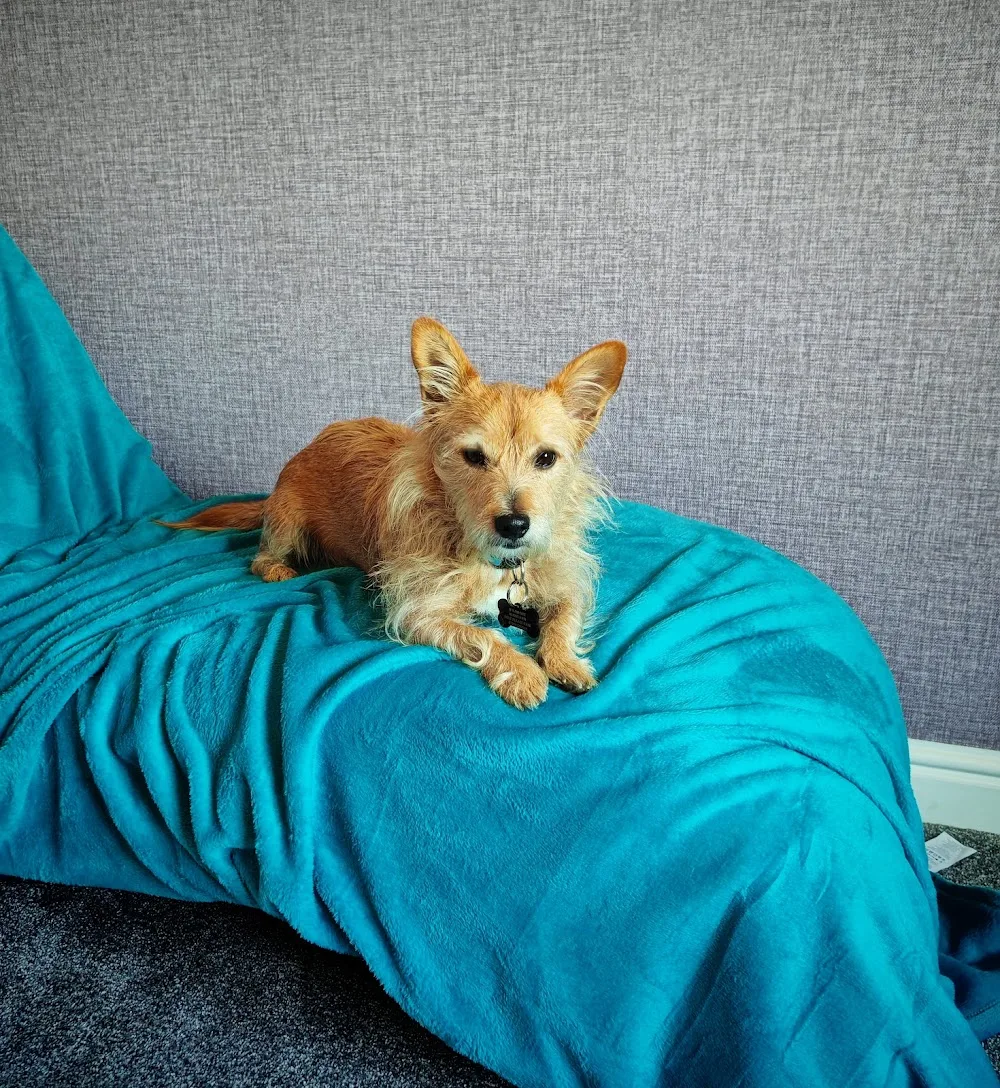 Haydens Home Dog Boarding - Telford - Telford and Wrekin pet otel
