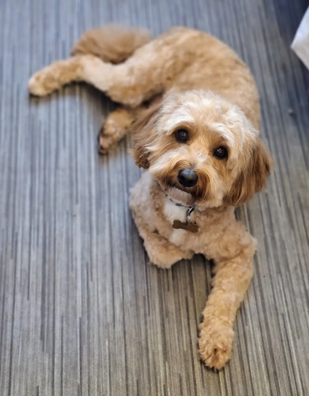 Haydens Home Dog Boarding - Telford - Telford and Wrekin pet otel görseli 3