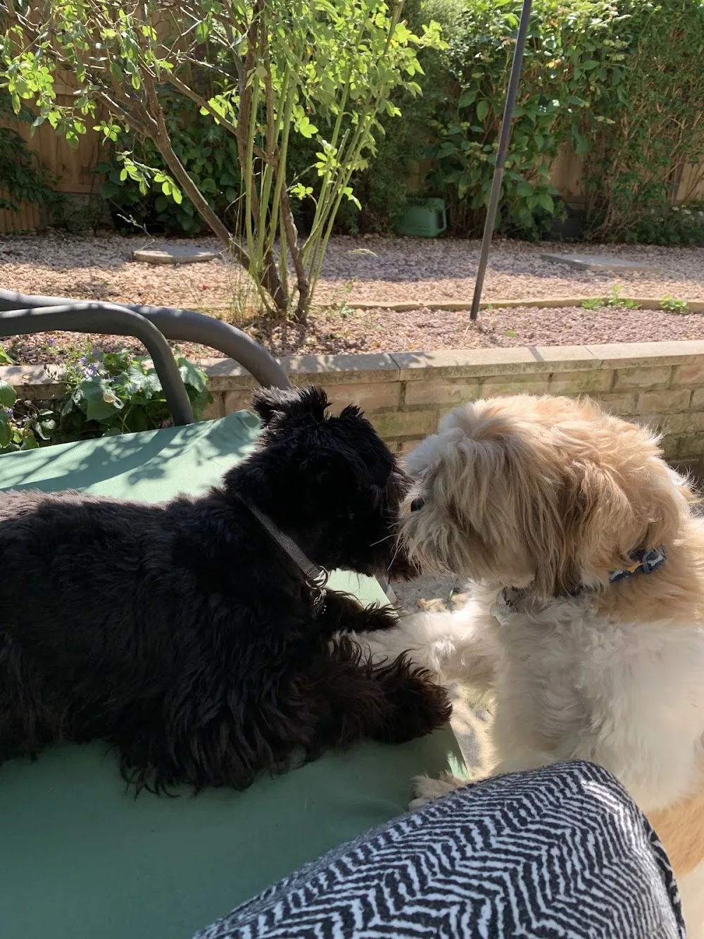 Kerrina's Canine Care - Telford and Wrekin pet otel görseli 3