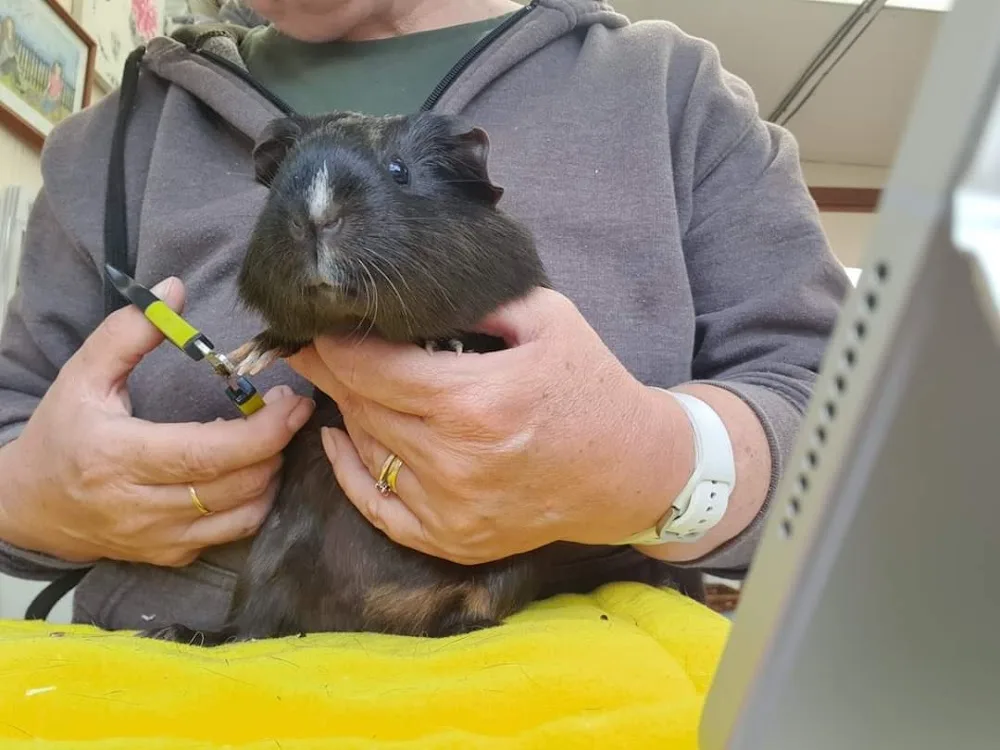 Shropshire Guinea Piggery & Bunny Barn - Telford and Wrekin pet otel