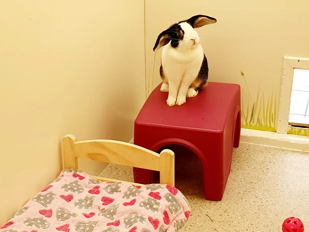 Shropshire Guinea Piggery & Bunny Barn - Telford and Wrekin pet otel görseli 3