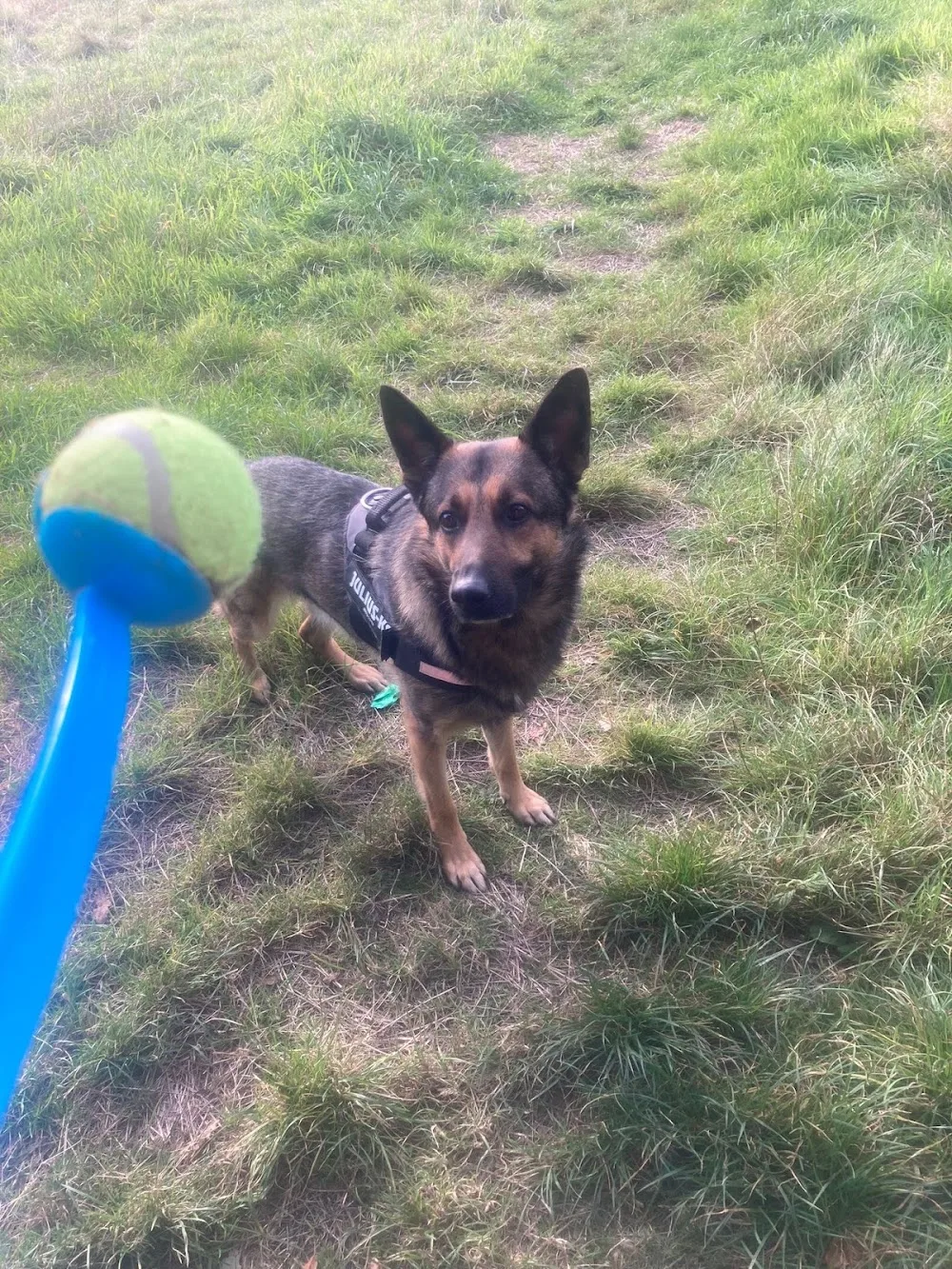 Telford Home From Home Dog Boarding - Telford and Wrekin pet otel görseli 3
