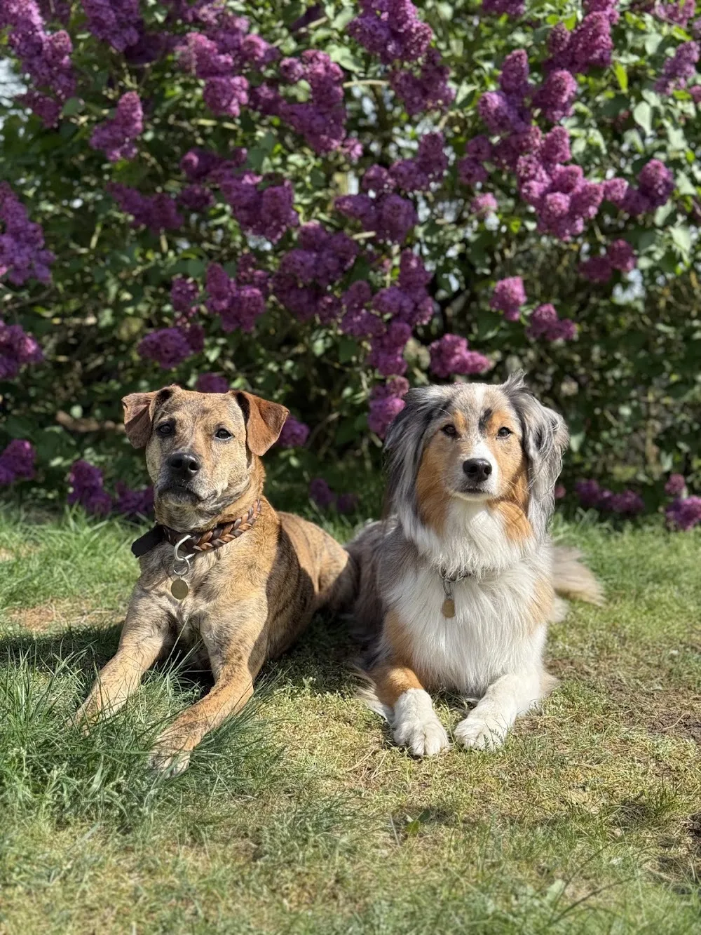 Dorfköter Hundebetreuung - Templin pet otel görseli 3