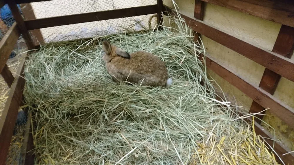 Gut Dorettenhof und Gut für Tiere e.V. - Templin pet otel