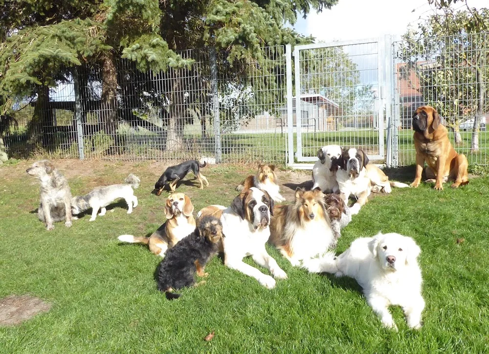 Hundetagesstätte - Templin pet otel