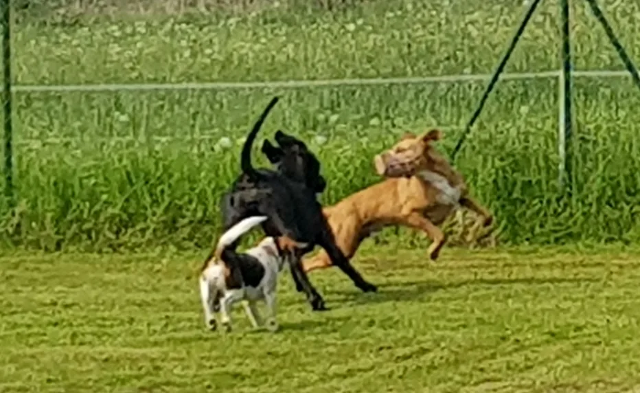 Hundetagesstätte - Templin pet otel görseli 7