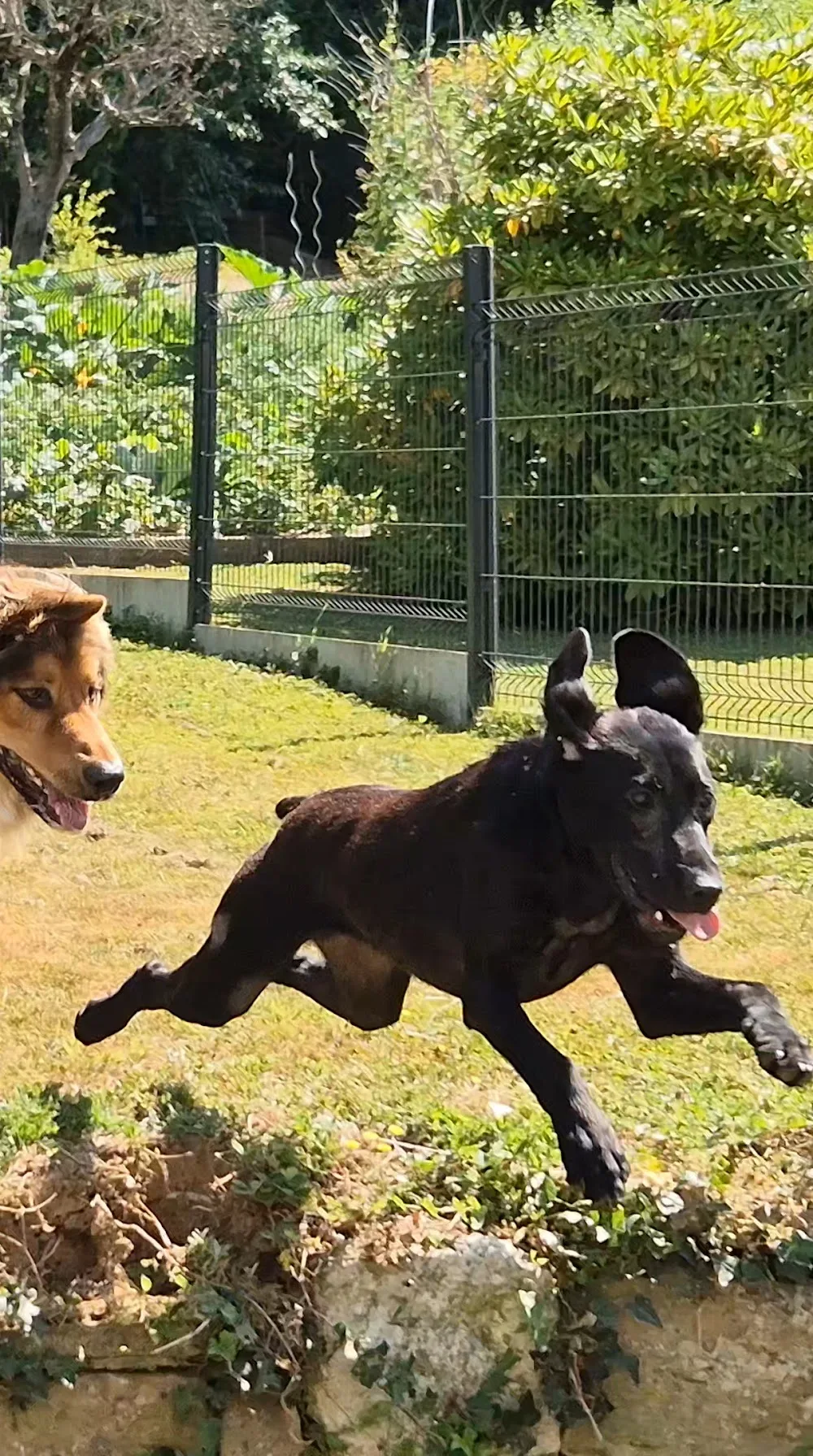 LE REPAIRE CANIN - Territoire de Belfort pet otel