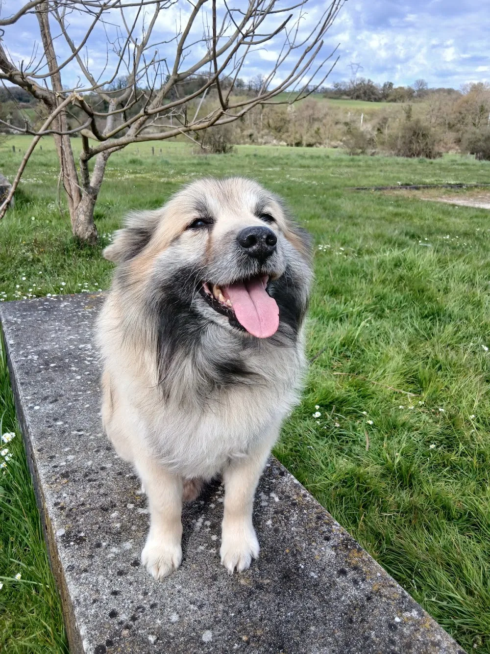 LE REPAIRE CANIN - Territoire de Belfort pet otel görseli 3