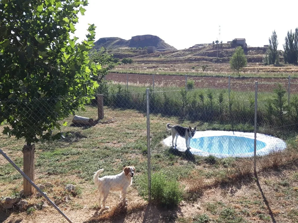 Jaranela. Hotel para mascotas. - Teruel pet otel görseli 3