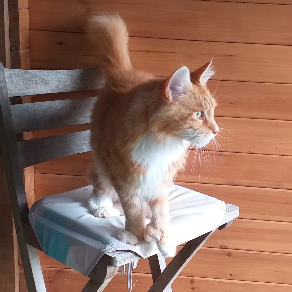 Chat'tree - Teyran pet otel görseli 2