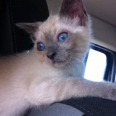 Chat'tree - Teyran pet otel görseli 4