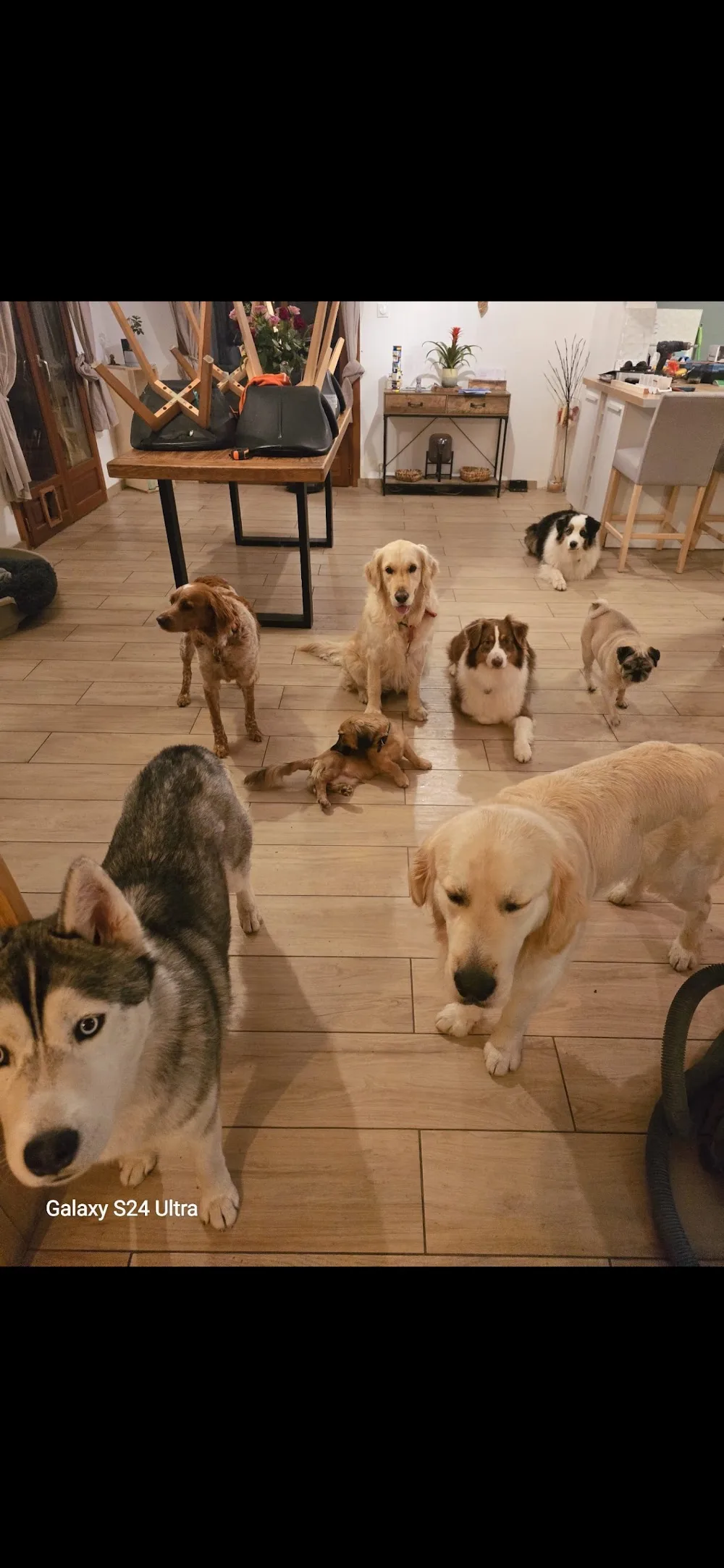 Garde d'animaux : la maison des animaux - Teyran pet otel