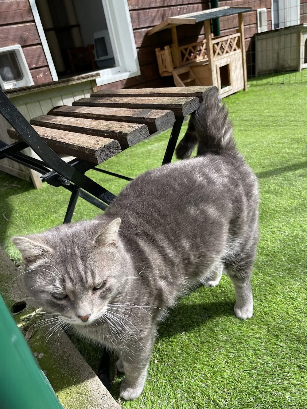 LE MOULIN DES CHATS - Teyran pet otel görseli 3