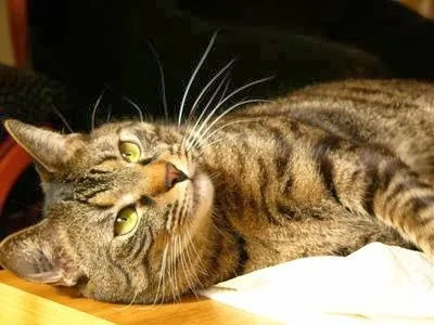 Le Royaume des Chats - Teyran pet otel görseli 3