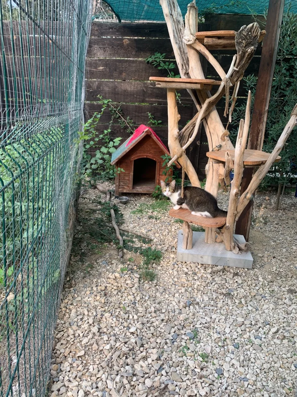 Lolicat Pension pour Chats - Teyran pet otel görseli 3