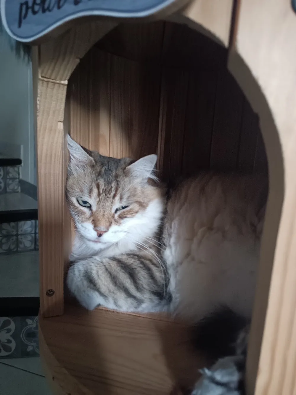Patcat Holiday's - Teyran pet otel