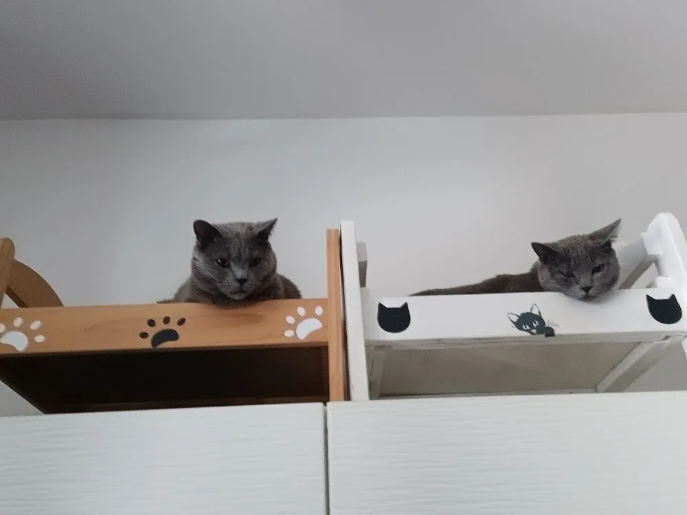 Patcat Holiday's - Teyran pet otel görseli 3