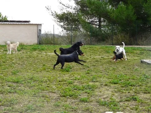 Pension Canine et Féline Le Ravin des Arcs - Teyran pet otel