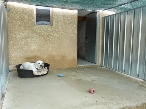 Pension Canine et Féline Le Ravin des Arcs - Teyran pet otel görseli 3